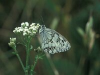 Melanargia lachesis, Iberian Marbled White