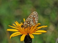 Melitaea asteria, Little Fritillary