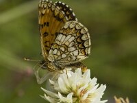 Melitaea athalia, Heath Fritillary