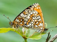 Melitaea athalia 100, Bosparelmoervlinder, Saxifraga-Gerard de Jong : Bosparelmoervlinder, Butterfly, Insect, Macro, Melitaea athalia, NP Hoge Veluwe, Overig, Saxifraga Beeldbank, Vlinder