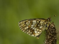 Melitaea athalia 13, Bosparelmoervlinder, Saxifraga-Marijke Verhagen