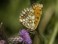 Melitaea athalia 2, Bosparelmoervlinder, female, Saxifraga-Jan van der Straaten