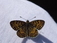 Melitaea athalia 23, Bosparelmoervlinder, Saxifraga-Marijke Verhagen