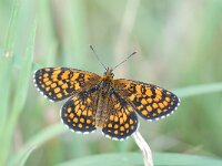 Melitaea athalia 25, Bosparelmoervlinder, Saxifraga-Arthur van Dijk