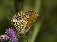 Melitaea athalia 3, Bosparelmoervlinder, female, Saxifraga-Jan van der Straaten