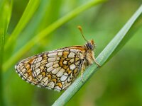 Melitaea athalia 31, Bosparelmoervlinder, Saxifraga-Rik Kruit