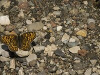 Melitaea athalia 32, Bosparelmoervlinder, Saxifraga-Jan van der Straaten