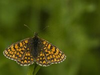Melitaea athalia 38, Bosparelmoervlinder, female, Saxifraga-Jan van der Straaten