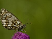 Melitaea athalia 46, Bosparelmoervlinder, Saxifraga-Jan van der Straaten