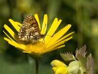 Melitaea athalia 47, Bosparelmoervlinder, Saxifraga-Willem van Kruijsbergen