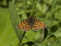 Melitaea athalia 51, Bosparelmoervlinder, Saxifraga-Willem van Kruijsbergen