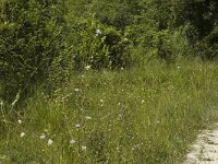 Melitaea athalia 6, Bosparelmoervlinder, habitat, F, Isere, Miribel-Lanchatre, Saxifraga-Marijke Verhagen