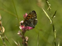 Melitaea athalia 7, Bosparelmoervlinder, male, Saxifraga-Jan van der Straaten