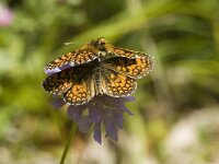 Melitaea aurelia, Nickerls Fritillary