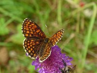 Melitaea britomartis 6, Oostelijke parelmoervlinder, Saxifraga-Hans Grotenhuis