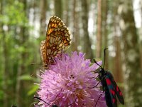 Melitaea britomartis 8, Oostelijke parelmoervlinder, Saxifraga-Hans Grotenhuis