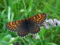Melitaea caucasogenita