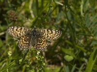 Melitaea cinxia, Glanville Fritillary