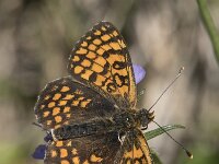 Melitaea  dejone 36, Spaanse parelmoervlinder, Saxifraga-Willem van Kruijsbergen