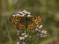 Melitaea deione 10, Spaanse parelmoervlinder, Saxifraga-Jan van der Straaten
