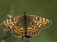Melitaea deione 14, Spaanse parelmoervlinder, female, Saxifraga-Jan van der Straaten