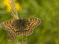 Melitaea deione 16, Spaanse parelmoervlinder, female, Saxifraga-Jan van der Straaten