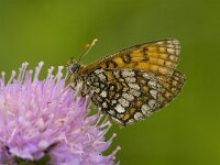 Melitaea deione 17, Spaanse parelmoervlinder, Saxifraga-Jan van der Straaten