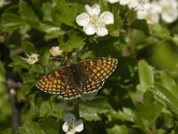 Melitaea deione 19, Spaanse parelmoervlinder, female, Saxifraga-Jan van der Straaten