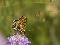 Melitaea deione 28, Spaanse parelmoervlinder, Saxifraga-Jan van der Straaten
