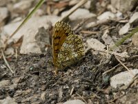 Melitaea deione 29, Spaanse parelmoervlinder, Saxifraga-Willem van Kruijsbergen