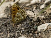 Melitaea deione 30, Spaanse parelmoervlinder, Saxifraga-Willem van Kruijsbergen