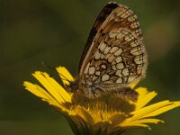 Melitaea deione 7, Spaanse parelmoervlinder, Saxiifraga-Marijke Verhagen