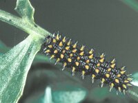 Melitaea diamina, False Heath Fritillary