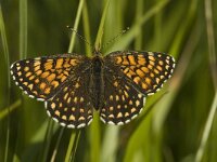 Melitaea diamina 10, Woudparelmoervlinder, female, Saxifraga-Marijke Verhagen