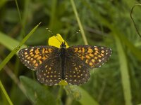 Melitaea diamina 11, Woudparelmoervlinder, male, Saxifraga-Marijke Verhagen