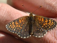 Melitaea diamina 14, Woudparelmoervlinder, male, Saxifraga-Marijke Verhagen