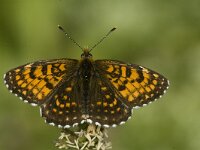 Melitaea diamina 15, Woudparelmoervlinder, male, Saxifraga-Marijke Verhagen