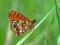 Melitaea diamina 21, Woudparelmoervlinder, Vlinderstichting-Albert Vliegenthart