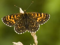 Melitaea diamina 22, Woudparelmoervlinder, Saxifraga-Marijke Verhagen