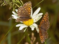 234_06, Woudparelmoervlinder : Woudparelmoervlinder, Melitaea diamina, False Heath Fritillary, Left female, Right male