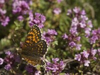 Melitaea diamina 28, Woudparelmoervlinder, Saxifraga-Jan van der Straaten