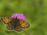 Melitaea diamina 31, Woudparelmoervlinder, Saxifraga-Jan van der Straaten