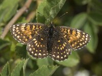 Melitaea diamina 35 Woudparelmoervlinder, Saxifraga-Willem van Kruijsbergen