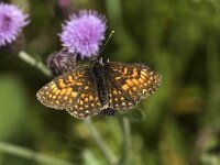Melitaea diamina 5, Woudparelmoervlinder, female, Saxifraga-Marijke Verhagen