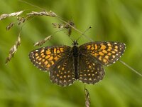 Melitaea diamina 8, Woudparelmoervlinder, male, Saxifraga-Marijke Verhagen