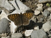 Melitaea diamina 9, Woudparelmoervlinder, male, Saxifraga-Marijke Verhagen
