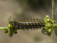 Melitaea didyma, Spotted Fritillary