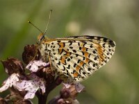 Melitaea didyma 3, Tweekleurige parelmoervlinder, female, Saxifraga-Jan van der Straaten