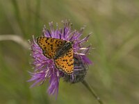 Melitaea didyma 37, Tweekleurige parelmoervlinder, male, Saxifraga-Jan van der Straaten