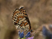 Melitaea didyma 69, Tweekleurige parelmoervlinder, Saxifraga-Marijke Verhagen